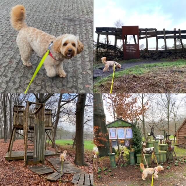 Hondenuitlaatservice Walk And Play / Mylo
